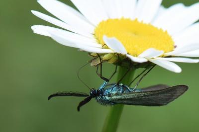 Procris de l'Oseille 