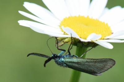 Procris de l'Oseille 