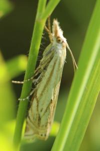 <i>Crambus lathoniellus</i>