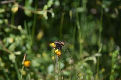Petite Tortue 