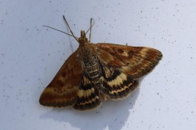 <i>Pyrausta despicata</i>