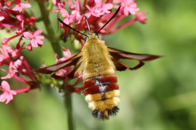Sphinx gazé 