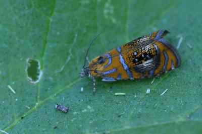 <i>Olethreutes arcuella</i>