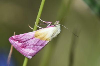 Noctuelle purpurine 