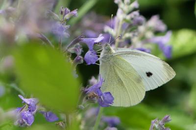 Pieris rapae