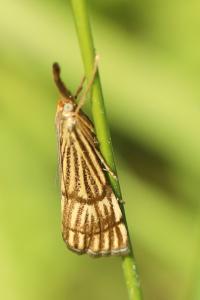 <i>Chrysocrambus linetella</i>