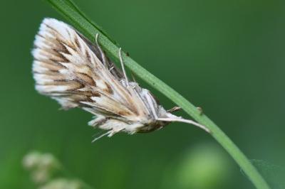 <i>Cynaeda dentalis</i>