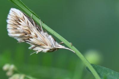 <i>Cynaeda dentalis</i>