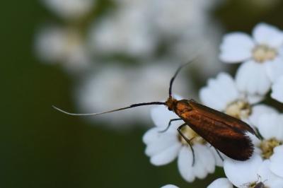 <i>Adela violella</i>