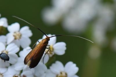 <i>Adela violella</i>