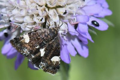 Noctuelle en deuil 