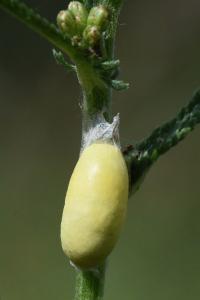 Zygène du Sainfoin 