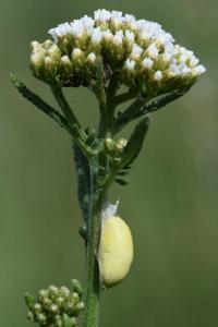 Zygène du Sainfoin 