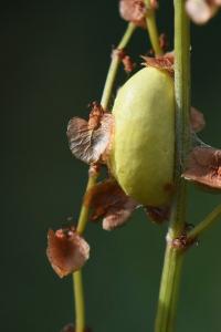 Zygène du Sainfoin 
