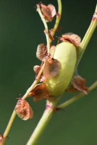 Zygène du Sainfoin 