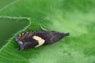 <i>Dichrorampha petiverella</i>