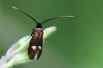 <i>Cauchas fibulella</i>