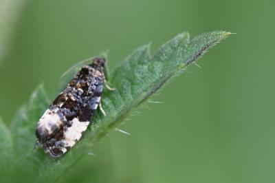 <i>Hedya pruniana</i>