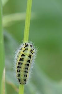 Zygène du Sainfoin 