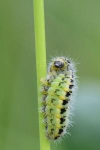 Zygène du Sainfoin 