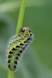 Zygène du Sainfoin 