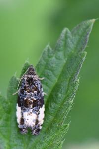 <i>Hedya pruniana</i>