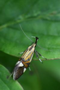 <i>Alabonia geoffrella</i>