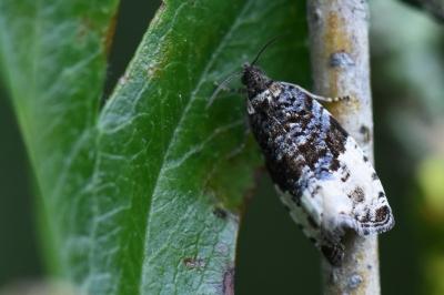 <i>Hedya pruniana</i>