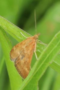 <i>Pyrausta despicata</i>