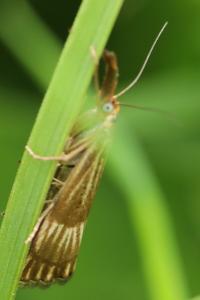 <i>Chrysocrambus linetella</i>