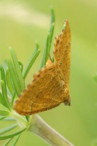 Brocatelle d'or 