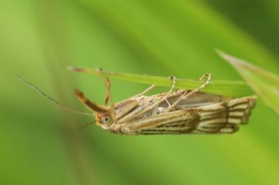 <i>Chrysocrambus linetella</i>