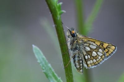 Hespérie du Brome 