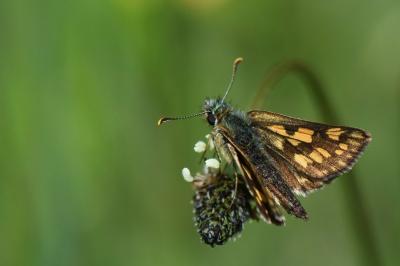 Hespérie du Brome 