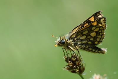 Hespérie du Brome 