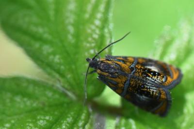 <i>Olethreutes arcuella</i>