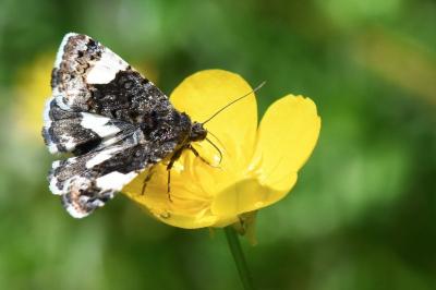 Noctuelle en deuil 