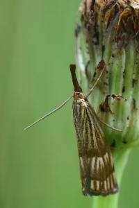 <i>Chrysocrambus linetella</i>