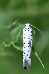 <i>Yponomeuta irrorella</i>