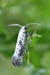 <i>Yponomeuta irrorella</i>