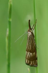 <i>Chrysocrambus linetella</i>
