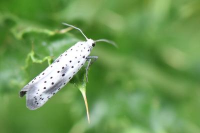 <i>Yponomeuta irrorella</i>