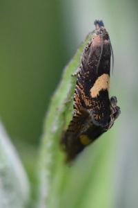 <i>Dichrorampha petiverella</i>