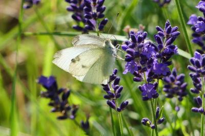 Pieris rapae