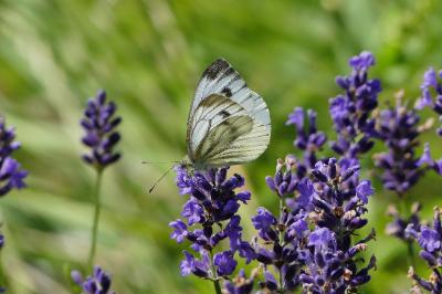 Pieris napi