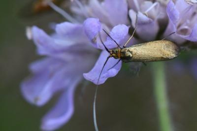 <i>Nemophora metallica</i>