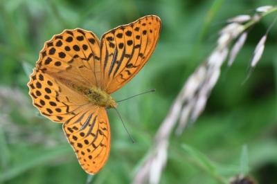 Tabac d'Espagne 