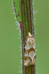 <i>Aethes hartmanniana</i>