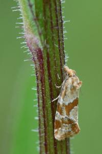 <i>Aethes hartmanniana</i>