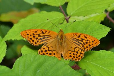 Argynnis paphia